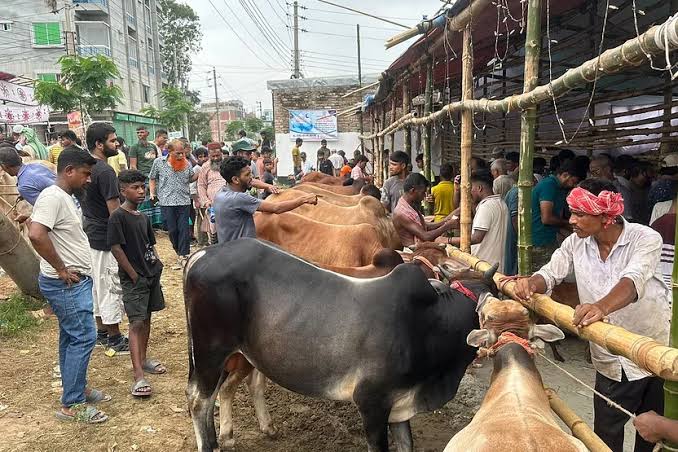 দীর্ঘ ১৬ বছর পর গরুর হাট উদ্ধার
